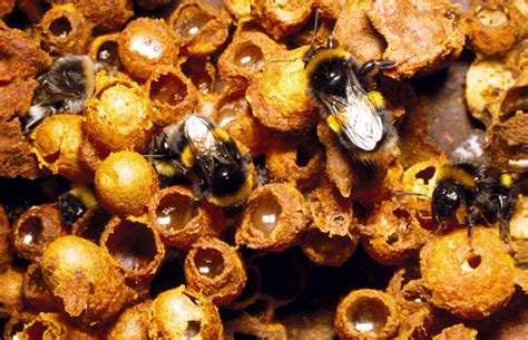 Commercial Beekeeping and Its Influence on the Availability of Magic Beans